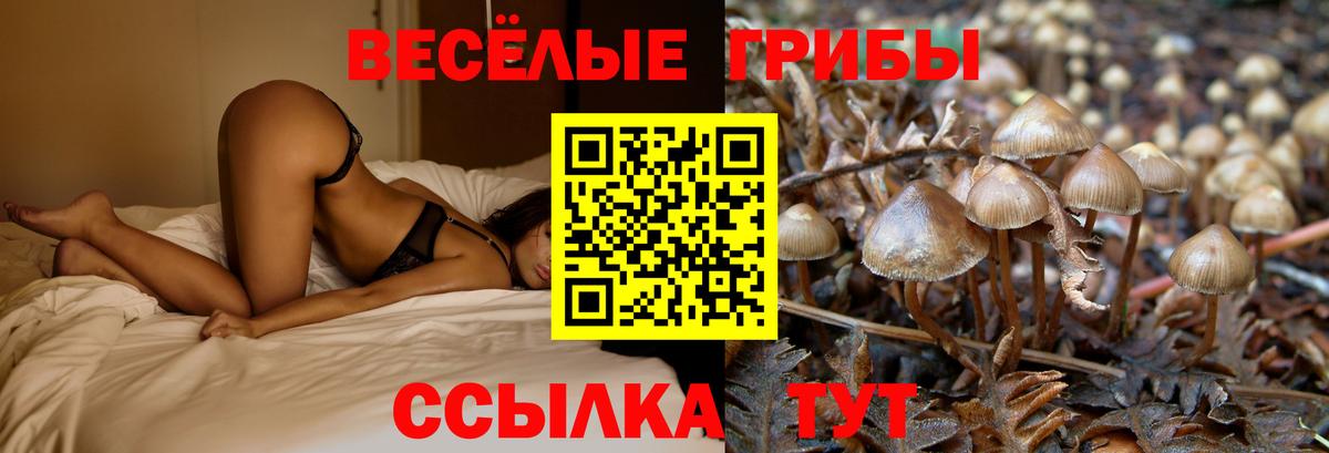 Галлюциногенные грибы Psilocybine cubensis  Галлюциногенные грибы мицелий  Вход с VPN  Хасавюрт 